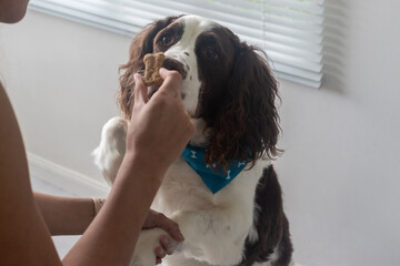 dog with scarf getting a cookie as a treat for good behavior from the hand of its owner. Train dog...