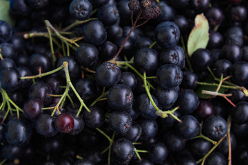 Background of chokeberry berries with a couple of green leaves. Freshly picked chokeberry berries. Fruit chokeberry. Aronia fruits. Fruit background.