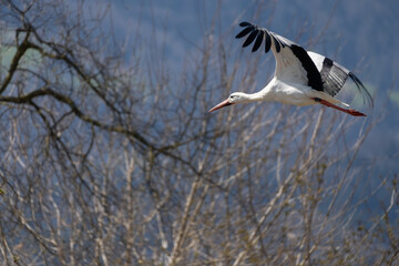White stork on the reeds and marshes of the shores of the Upper Zurich Lake (Obersee), Rapperswil-Jona, St. Gallen, Swizerland