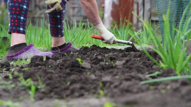 An elderly woman's hands weed the ground with a hoe to plant seedlings on it