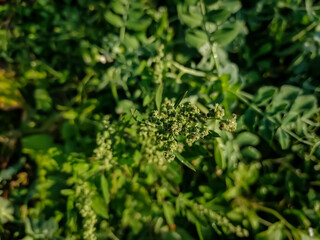 Chenopodium album is a fast-growing weedy annual plant in the genus Chenopodium. Though cultivated in some regions, the plant is elsewhere considered a weed.