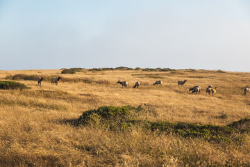 Beautiful shot of Tule elks grazing in Point Reyes National Park, California