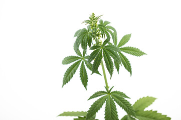 cannabis plant on white background