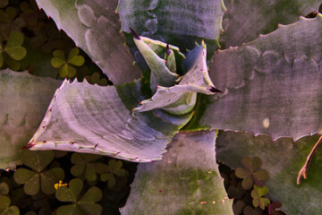 Close focus of a pita cactus (agave)