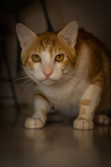 Fototapeta premium Cat