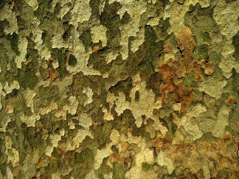 Sycamore tree bark, camouflage background