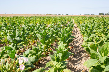 A field of blooming tobacco on a sunny day.