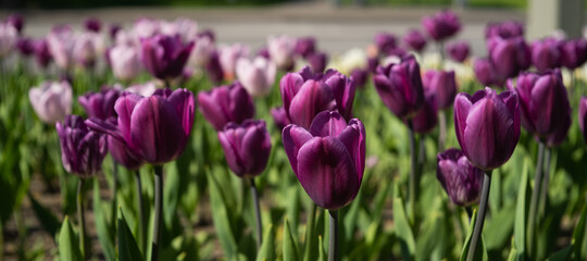 purple tulips flowers
