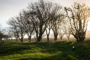 Snowstorm in late spring with green grass
