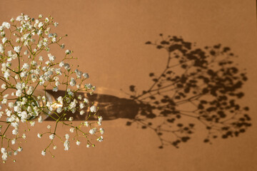 Top view of white flower shadow on sand color background. Flat lay. Minimal summer concept with gypsophila.