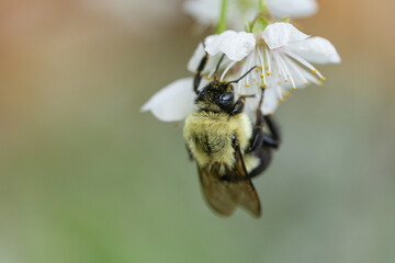 Bumblebee on Cherry Flowers in Springtime
