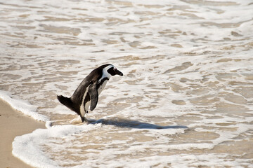 African penguin i=on the beach, Boulders national Park, South Africa