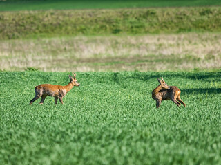 Roe deer on a field