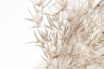 Dry romantic beige  fragile delicate rush reed cane with place for text on light background
