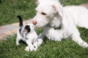 white big puppy plays with a tiny kitten on green grass. The muzzle of a dog and a kitten sniffing each other. Caring, friendship, acceptance, animal relationships. To live together