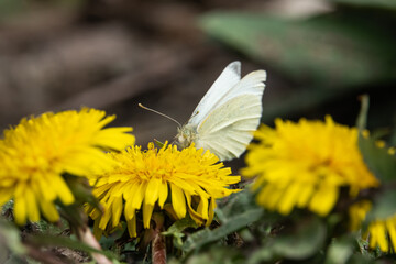 Cabbage White Butterfly on Dandelion Flowers
