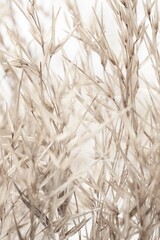 Dry romantic beige  fragile delicate rush reed cane with on light background