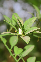 Fresh green lemon flowers on plant in the garden