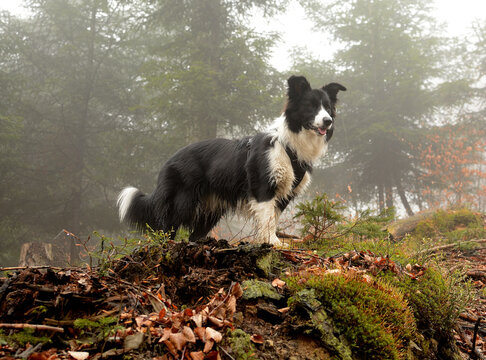 Black and white Border Colie dog on the mountain trail