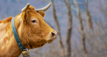 Vache.