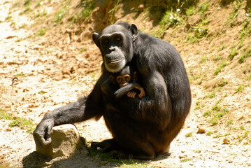Une mère chimpanzé le regard fixe, protège son petit dans ses bras