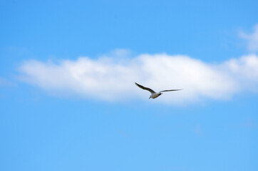 Mouette en vol.