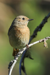 common redstart