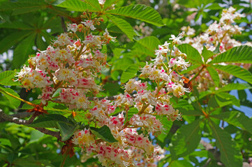 Obraz premium Blossoming chestnuts. Castanea sativa