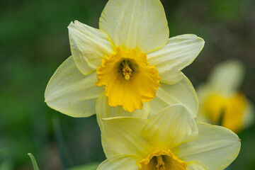 Fototapeta na wymiar Daffodil Flowers in Bloom in Springtime