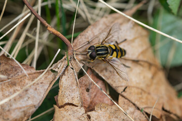 Narrow Headed Marsh Fly in Springtime
