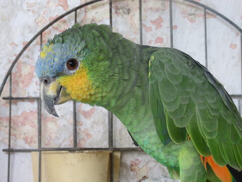Papagaio, p&aacute;ssaros, p&aacute;ssaro, louro