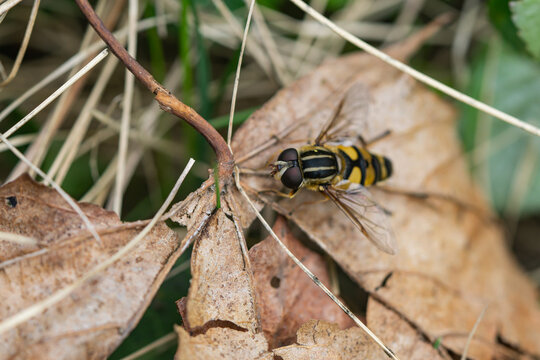 Narrow Headed Marsh Fly in Springtime
