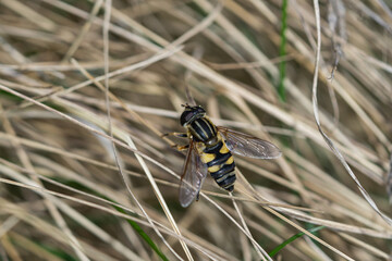 Narrow Headed Marsh Fly in Springtime