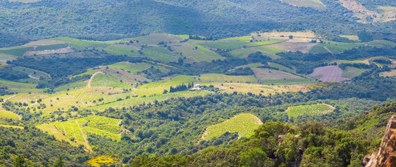 Vignes ,Occitanie,France.
