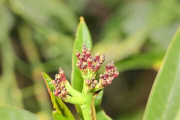 Closeup of clove flower buds in the garden