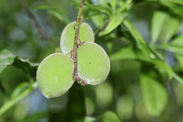 Green almond fruit on plant in the garden
