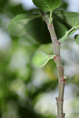 Vertical shot of fresh raw Fig fruit on plant in the gardem