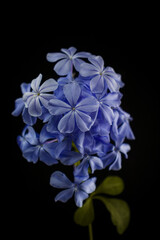 blue flowers