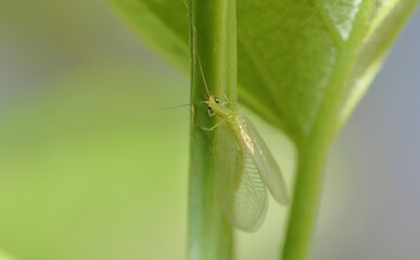 Closeup of Lacewing Fly on plant stem