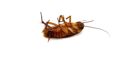 Cockroach on white backgroundA cockroach on a white background