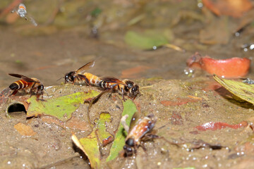 Selective focus shot of honey Bees drinking water in summer