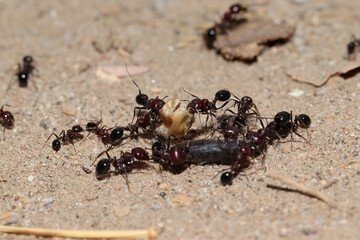 Closeup shot of ants carrying dead insects to the colony