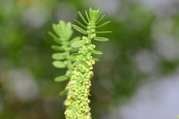 Closeup shot of Amla ( Phyllanthus Emblica) flowers bloom in the garden during spring