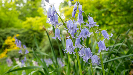 Blue bells in spring garden close up.
