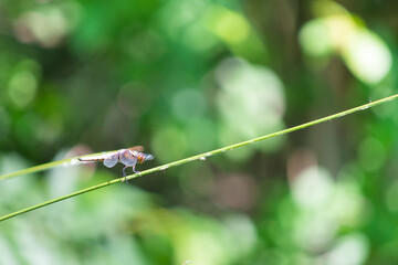 Close-up of an isolated dragonfly with its wings resting on a leaf. Blurred green on the background.