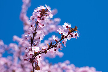 Spring background with pink blossom. Beautiful nature scene with blooming tree and sun flare. Spring flowers. Beautiful orchard blurred background. Springtime.