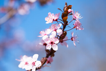 Spring background with pink blossom. Beautiful nature scene with blooming tree and sun flare. Spring flowers. Beautiful orchard blurred background. Springtime.