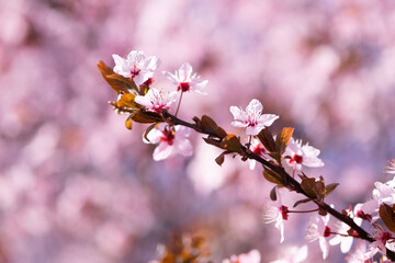 Spring background with pink blossom. Beautiful nature scene with blooming tree and sun flare. Spring flowers. Beautiful orchard blurred background. Springtime.