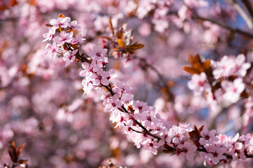 Beautiful cherry blossom sakura in spring time over blue sky.