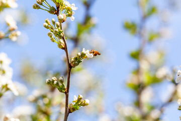 Closeup photo of a bee collects nectar from a fruit cherry tree flower. Blossoming branch with flower of cherry tree and a honey bee in spring.